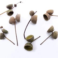 2 Eichelhütchen am Zweig, Eichel Kappen, braun, Naturprodukt zum Dekorieren, Basteln, Weihnachten, Floristik