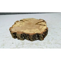 Baumscheibe, Holzscheibe, gestockt, Pappel,Holz, Bastelholz, Holzdeko, Dekoration,Holz