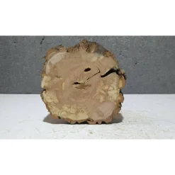 Baumscheibe, Holzscheibe, gestockt, Pappel,Holz, Bastelholz, Holzdeko, Dekoration,Holz