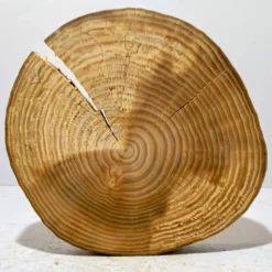 Baumscheibe, Holzscheibe, gestockt, Ulme, Bastelholz, Holz