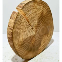Baumscheibe, Holzscheibe, gestockt, Ulme, Bastelholz, Holz