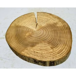 Baumscheibe, Holzscheibe, gestockt, Ulme, Bastelholz, Holz