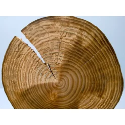 Baumscheibe, Holzscheibe, gestockt, Ulme, Bastelholz, Holz