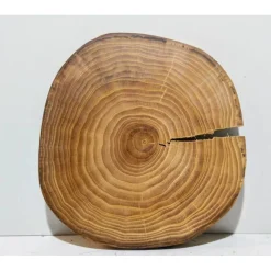 Baumscheibe, Holzscheibe, gestockt, Ulme, Bastelholz, Holz