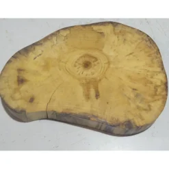 Baumscheibe, Holzscheibe, gestockt, Pappel,Holz, Bastelholz, Holzdeko, Dekoration,Holz