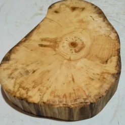 Baumscheibe, Holzscheibe, gestockt, Pappel,Holz, Bastelholz, Holzdeko, Dekoration,Holz