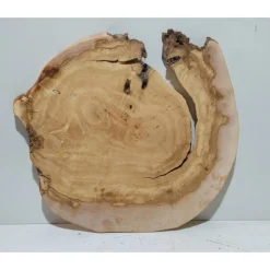 Baumscheibe, Holzscheibe, gestockt, Pappel,Holz, Bastelholz, Holzdeko, Dekoration,Holz