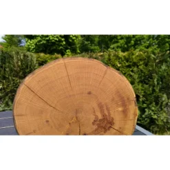 Baumscheibe, Holzscheibe, gestockt, Eiche,Holz, Bastelholz, Holzdeko, Dekoration,Holz