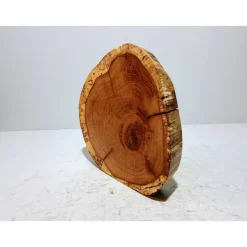 Baumscheibe, Holzscheibe, gestockt, Eiche,Holz, Bastelholz, Holzdeko, Dekoration,Holz