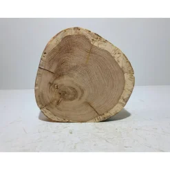 Baumscheibe, Holzscheibe, gestockt, Eiche,Holz, Bastelholz, Holzdeko, Dekoration,Holz
