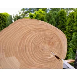 Baumscheibe, Holzscheibe, gestockt, Ulme, Bastelholz, Holz