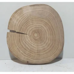 Baumscheibe, Holzscheibe, gestockt, Ulme, Bastelholz, Holz