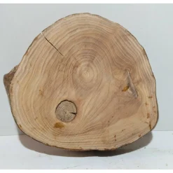 Baumscheibe, Holzscheibe, gestockt, Ulme, Bastelholz, Holz