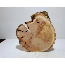 Baumscheibe, Holzscheibe, gestockt, Pappel,Holz, Bastelholz, Holzdeko, Dekoration,Holz