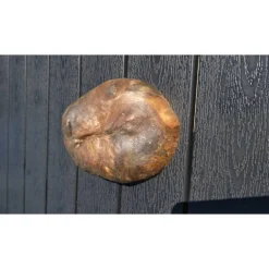 Biete hier eine Baumscheibe, überwachsenen Fichtenbaumstumpf, Fichte