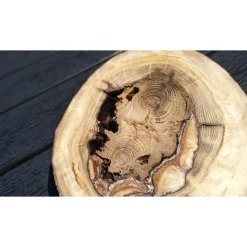 Biete hier eine Baumscheibe, überwachsenen Fichtenbaumstumpf, Fichte