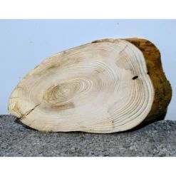 Biete hier eine Baumscheibe, Wurzelholz, Fichte