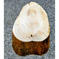 Biete hier eine Baumscheibe, Wurzelholz, Fichte