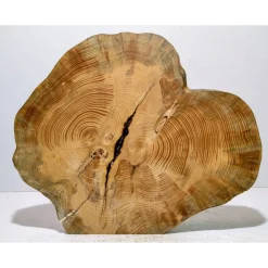 Biete hier eine Baumscheibe, Doppelbaumscheibe, gestockt, Fichte, mit Stellfläche an