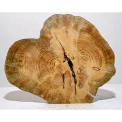 Biete hier eine Baumscheibe, Doppelbaumscheibe, gestockt, Fichte, mit Stellfläche an