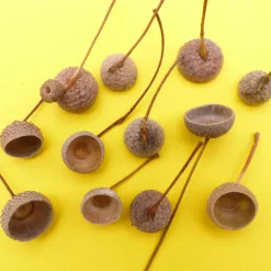 Eichel Kappen, Eichelhütchen, natur mit Zweig, braun, Naturprodukt zum Dekorieren, Basteln, Weihnachten, Floristik