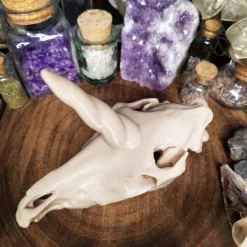 Einhornschädel Kuriositätenkabinett Pferdeanatomie