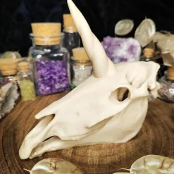 Einhornschädel Kuriositätenkabinett Pferdeanatomie