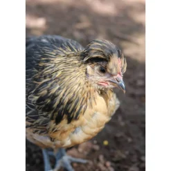 Ei-Pads Abschminkpads Set Spiegelei und gekochtes Ei