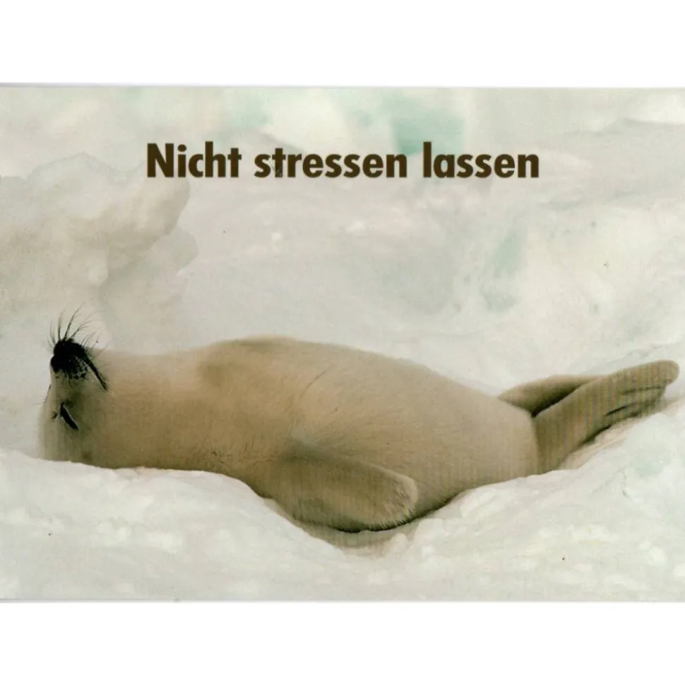 Geldgeschenk Geburtstag: Wellness Gutschein & kreative Verpackung mit Robben-Postkarte