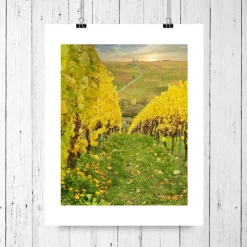 Herbst im Weinberg, Weinland Franken, Herbstlaub gelb, Heimatbild Unterfranken, Fotokunst, Größe 18 x 24 cm