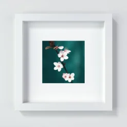 Kirschblüte in Rosa, Botanik Druck und Fotografie mit grünem Hintergrund, Geschenk zum Frühling, 13 x 13 cm, 20 x 20 cm