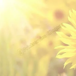 Klappkarte, Einladung, Glückwunschkarte DIN lang quer, Motiv: Sonnenblume