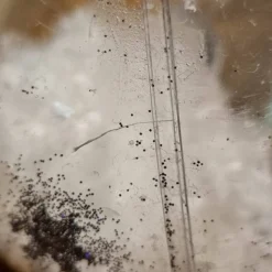 Klare Weihnachtskugeln befüllt, 4 Stück, B-Ware