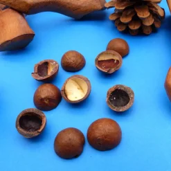 Macadamiaschalen - Nuss Halbschalen Naturprodukt - zum Deko Basteln Weihnachten Floristik
