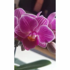 Ohrstecker gold 10mm Cabochon mit eigenen Bild personalisiert