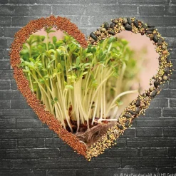 Ostergeschenk Reagenzgläser gefüllt mit Wildblumensamen oder Kressesamen - 5er Set, kleine Aufmerksamkeit, Ostern, Blume