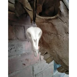 Ratte Rudi....zum aufhängen