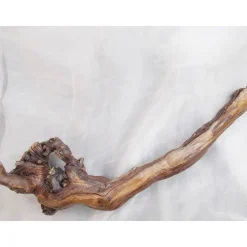 Rebstockstück  Arangement aus einem Rebstock (Weinrebe) Rebknorren Rebknorzen Deko