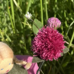 Rotklee/Wiesenklee-  Jahreszeitentisch - Blumenkind - Sommer
