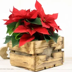 Rustikale Blumenkiste Weihnachtsgeschenk Vintage Holzkiste mit Stern Obstkiste für Blumen Geschenkkorb Blumentopf aus Holz Weihnachtsstern