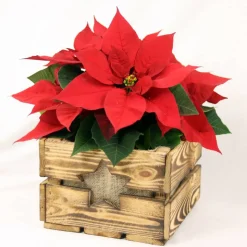 Rustikale Blumenkiste Weihnachtsgeschenk Vintage Holzkiste mit Stern Obstkiste für Blumen Geschenkkorb Blumentopf aus Holz Weihnachtsstern