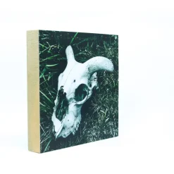 Schafschädel, Foto auf Holz, im Quadrat, 10 x 10 cm, Lost Place, marode, Gothic, Irland
