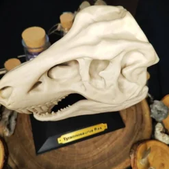 T-Rex Schädel Dinosaurier Kuriositätenkabinett