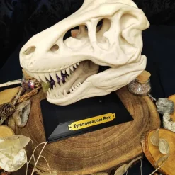 T-Rex Schädel Dinosaurier Kuriositätenkabinett