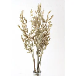 Trockenblumen: 5 Stiele Hafer getrocknet, naturfarben, ca. 40 cm