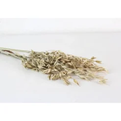 Trockenblumen: 5 Stiele Hafer getrocknet, naturfarben, ca. 40 cm