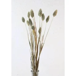 Trockenblumen: 10 Stiele Phalaris getrocknet, naturfarben, ca. 40 cm