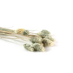 Trockenblumen: 10 Stiele Phalaris getrocknet, naturfarben, ca. 40 cm