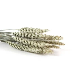 Trockenblumen: 10 Stiele Weizen getrocknet, naturfarben, ca. 40 cm
