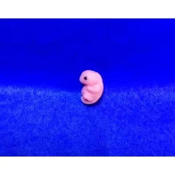 Unser winziger Schatz - Fötus, Sternenkind, Embryo